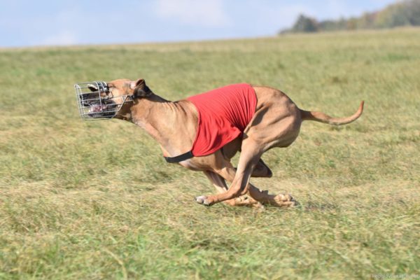 Coursing Master ČKRR 2019
