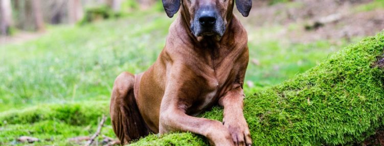 Novela Zákona o veterinární péči
