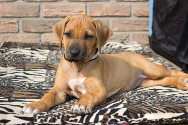 Praktické rady pro začínající chovatele