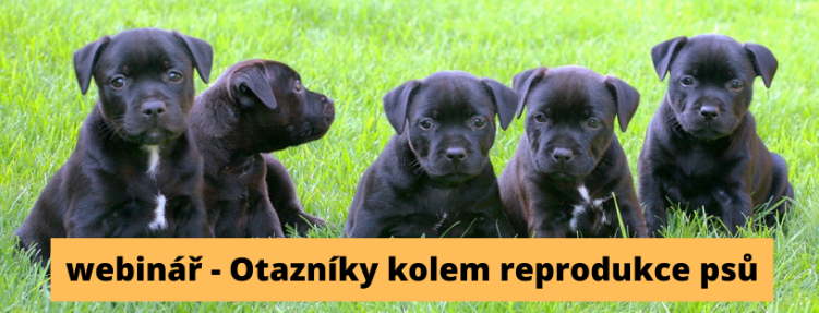 Webinář – reprodukce psů