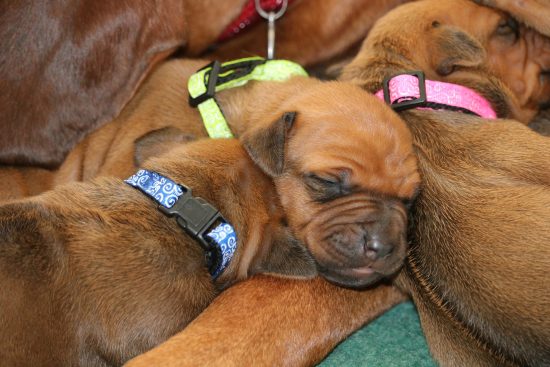 Reprodukce psů – porod