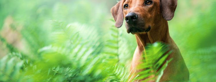 Juvenilní myoklonická epilepsie