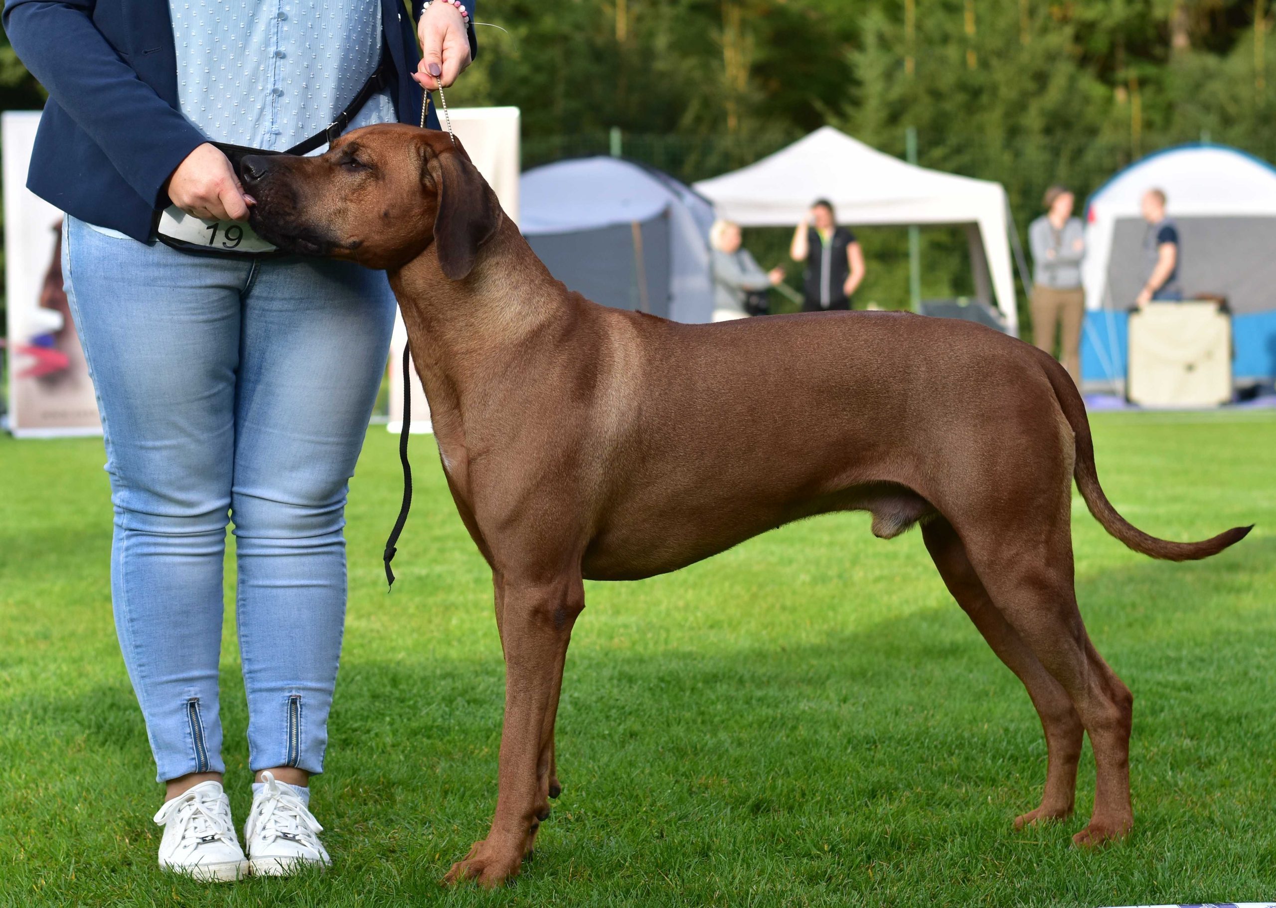 AMAZING TARGARYEN RHODESIAN SHINE