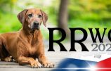 RRWC 2026 a zájem o tlumočníka